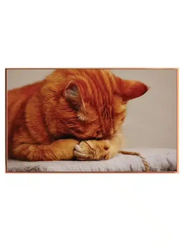 Ginger Cat Resting Plakat
