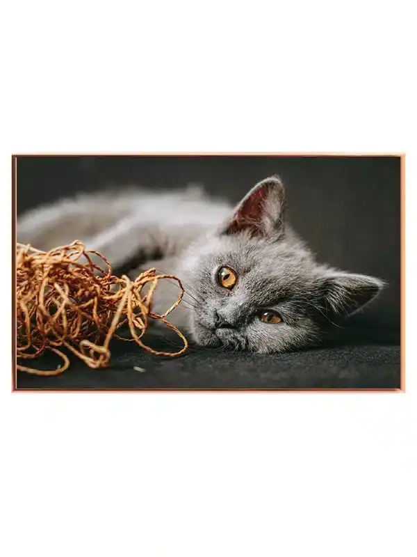 British Shorthair Cat Plakat