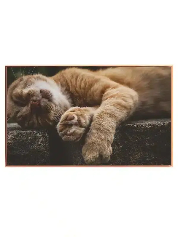 Sleeping Ginger Cat Plakat