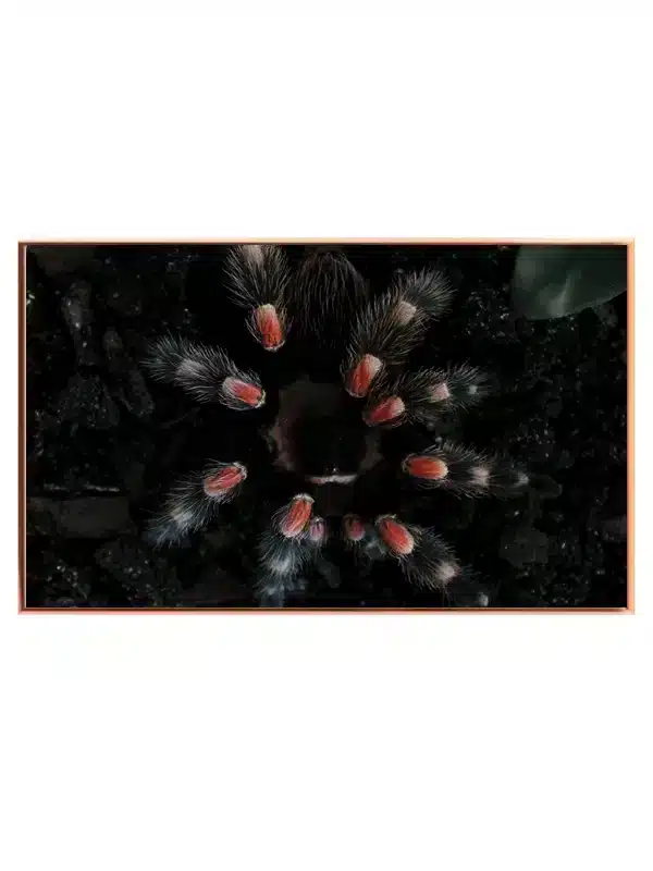 Ko Mexican Redknee Tarantula Plakat