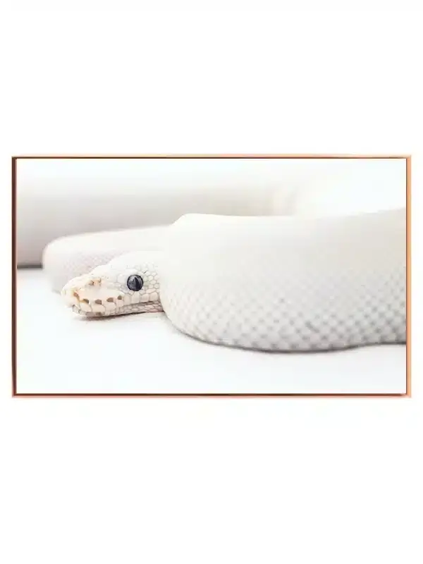 Albino Ball Python Plakat