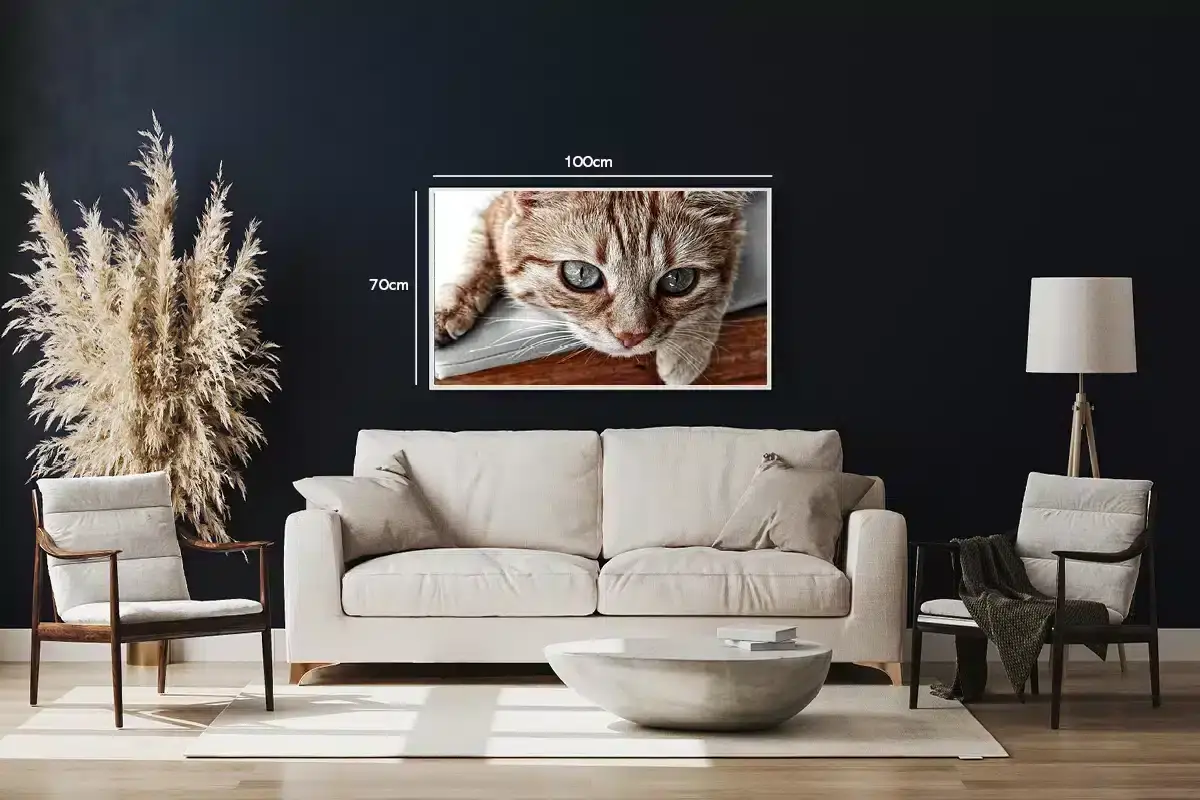 Cat Close Up Plakat