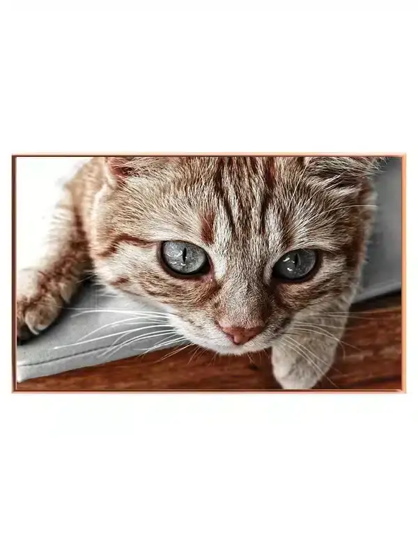 Cat Close Up Plakat