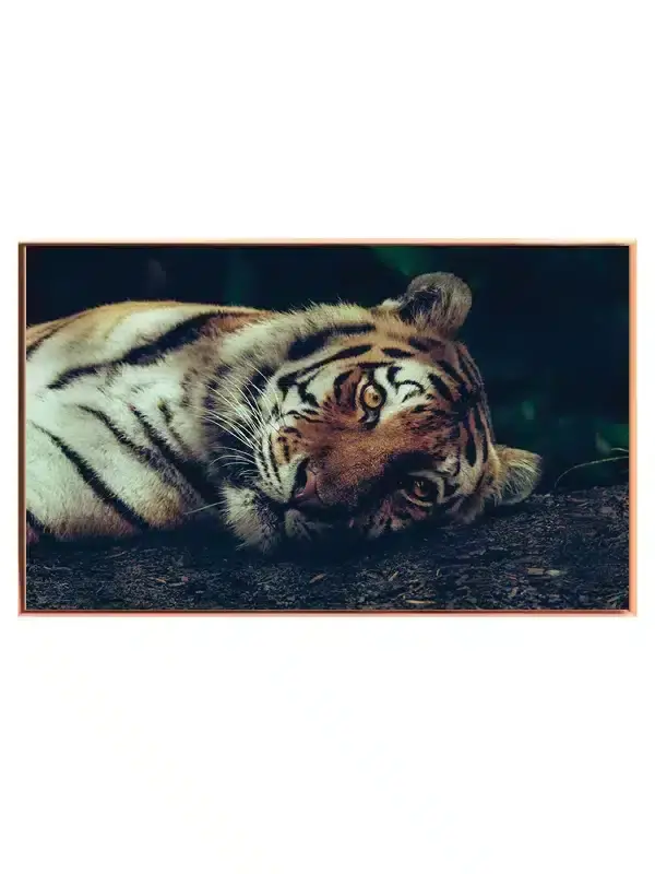 Resting Tiger Plakat