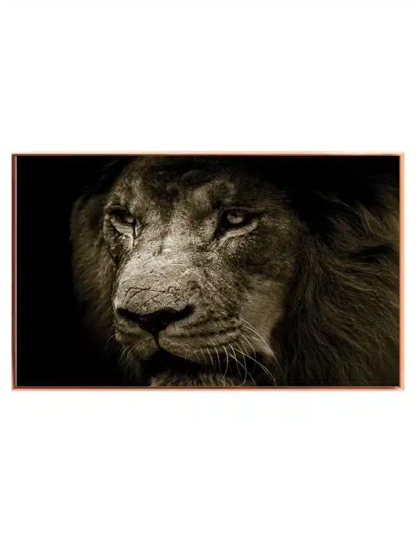 Lion Closeup Plakat