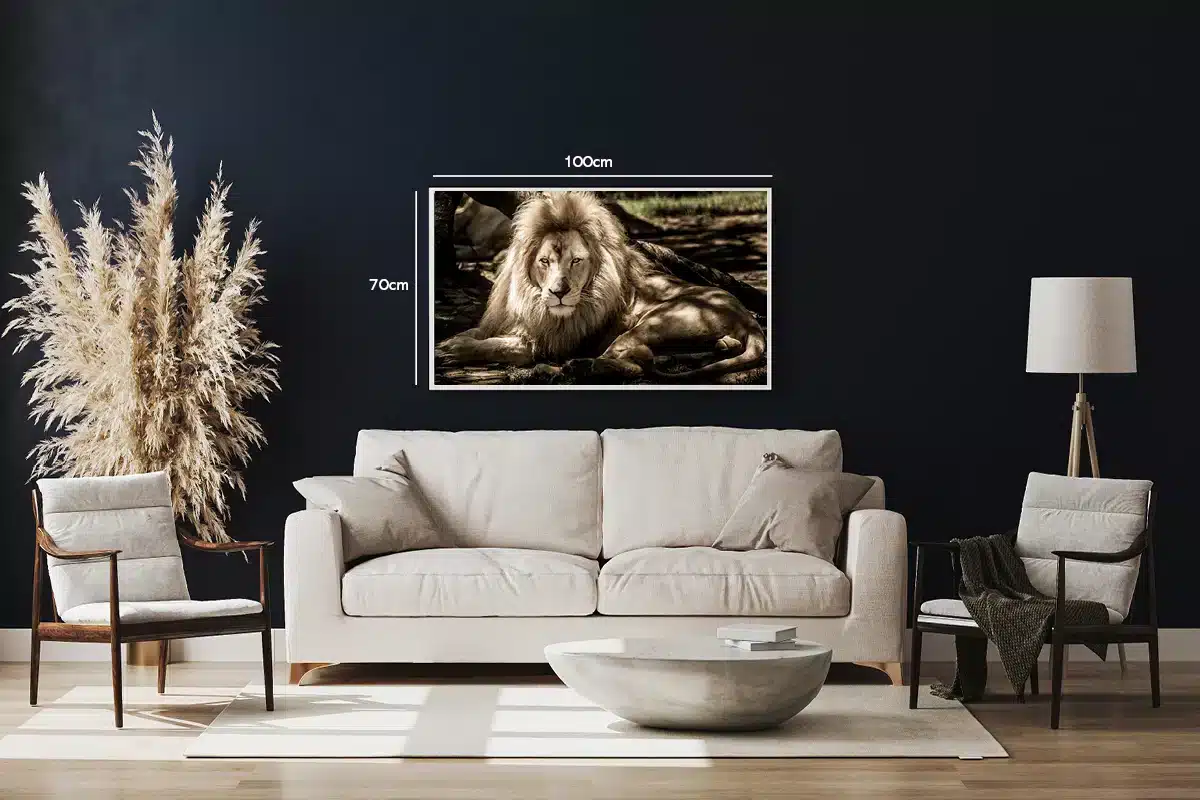 Lion In Shade Plakat