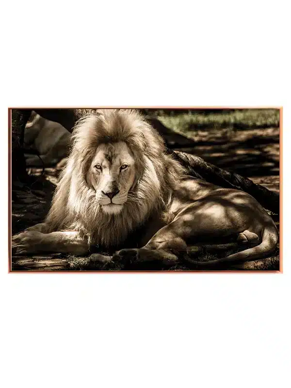 Lion In Shade Plakat