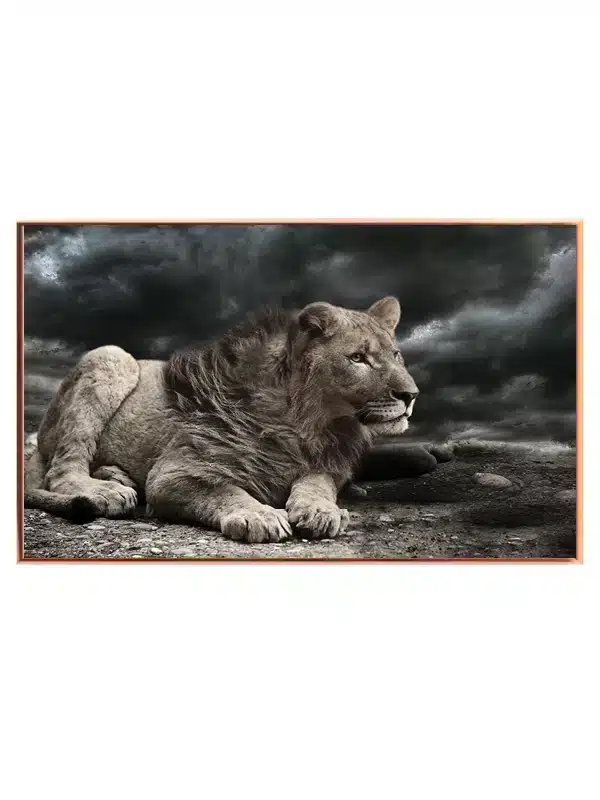 Lioness Resting Plakat