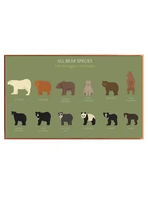 Bear Species Chart Plakat