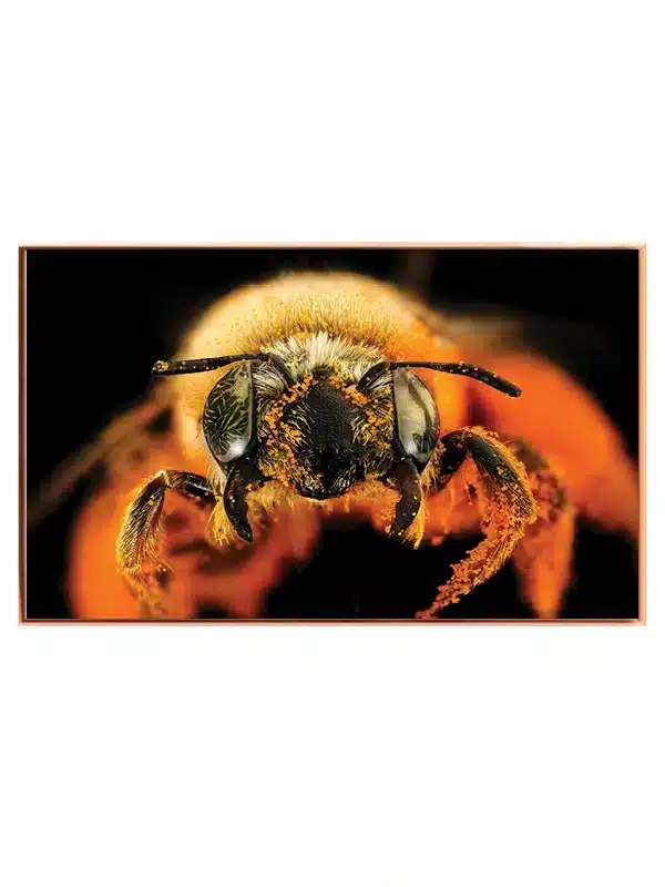 Honey Bee Plakat