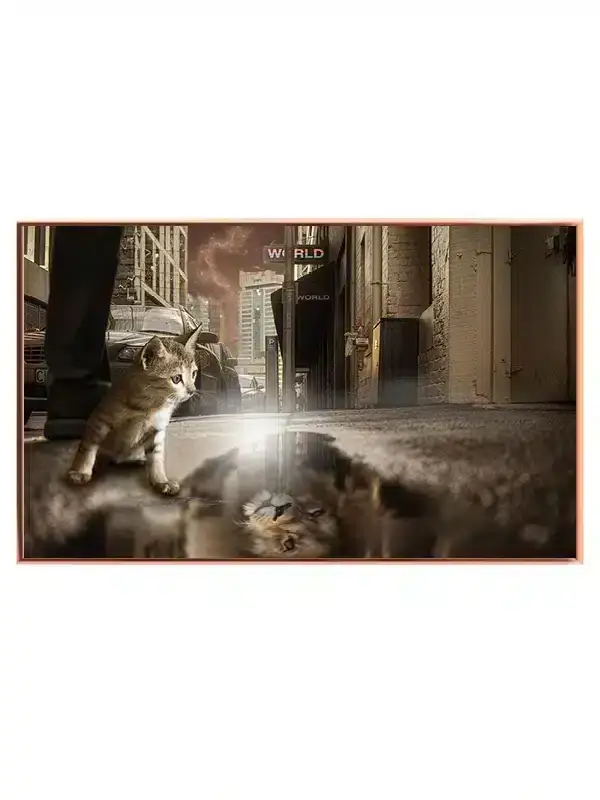 Curious Cat Plakat