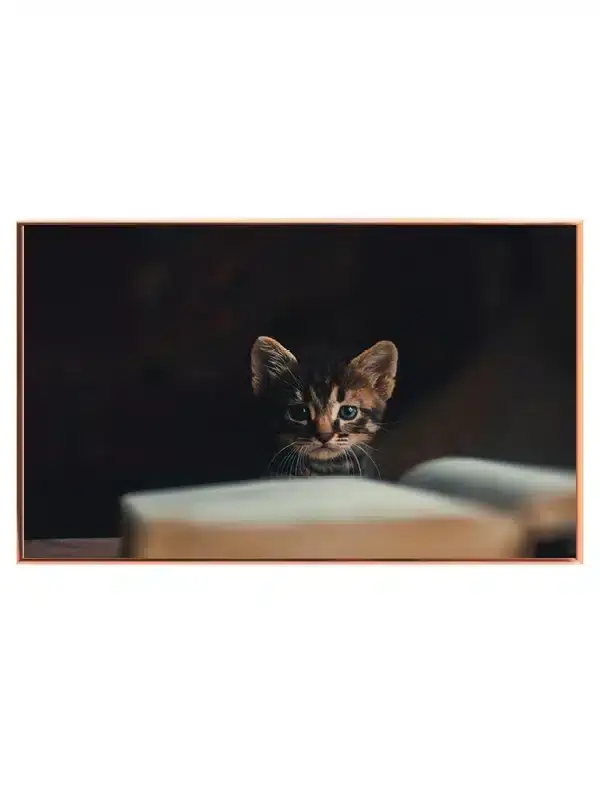 Tabby Kitten Plakat