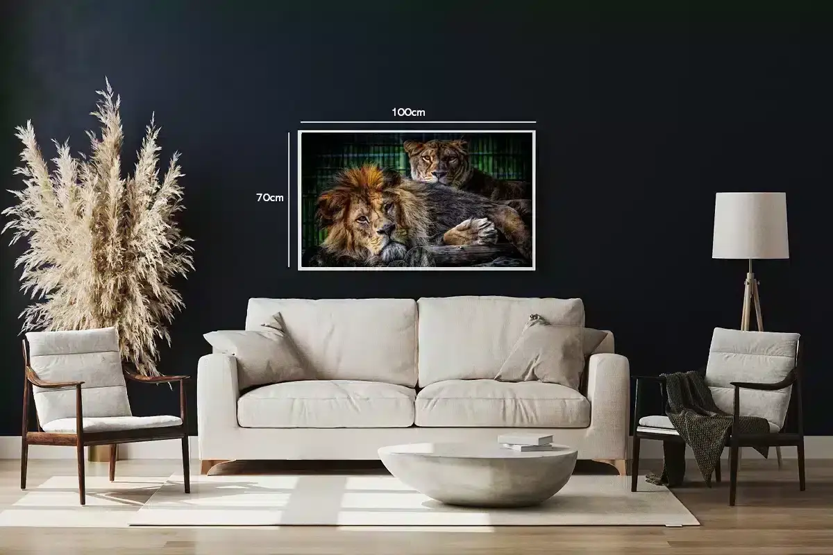 Resting Lions Plakat