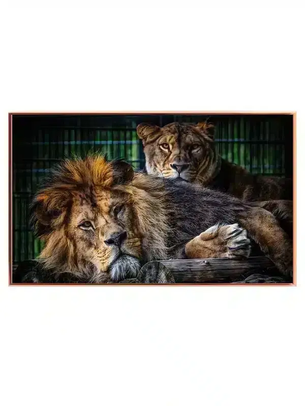Resting Lions Plakat
