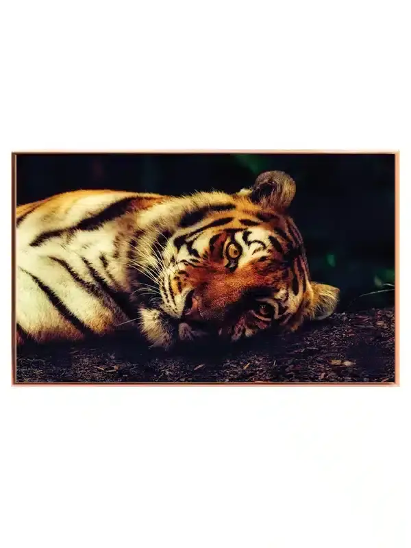 Tiger Lying Down Plakat