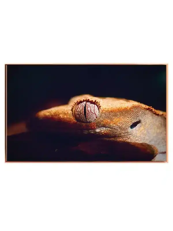Crested Gecko Plakat