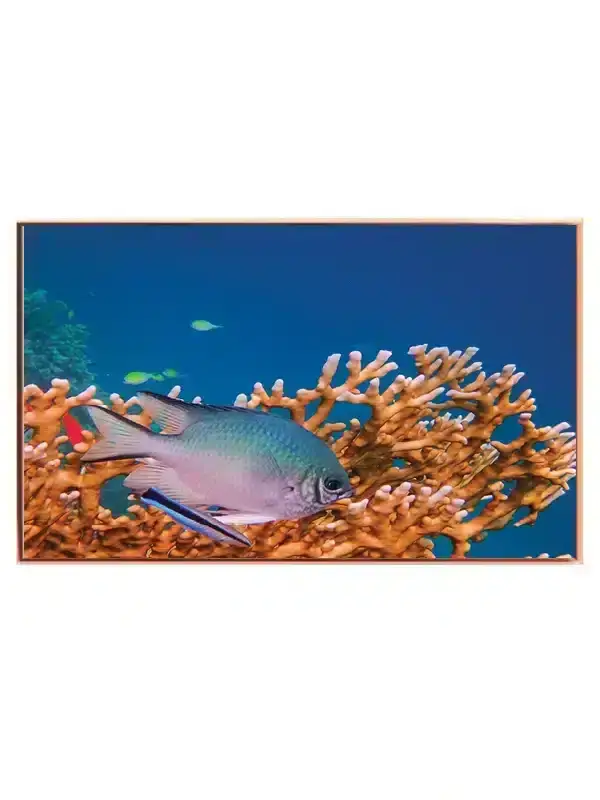 Coral Reef Fish No2 Plakat