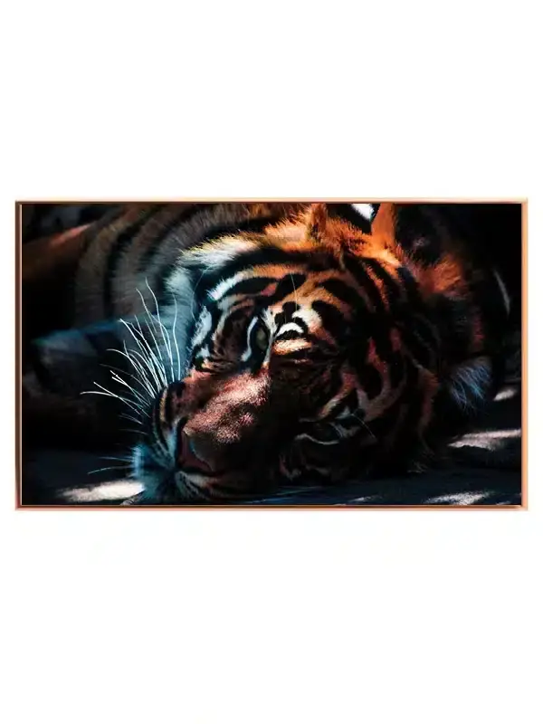 Resting Tiger I Plakat