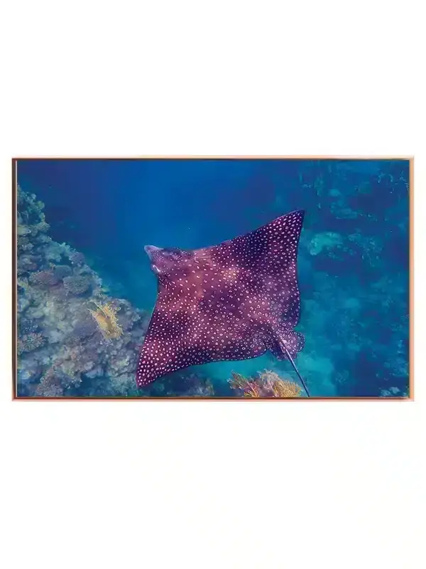 Spotted Eagle Ray Plakat