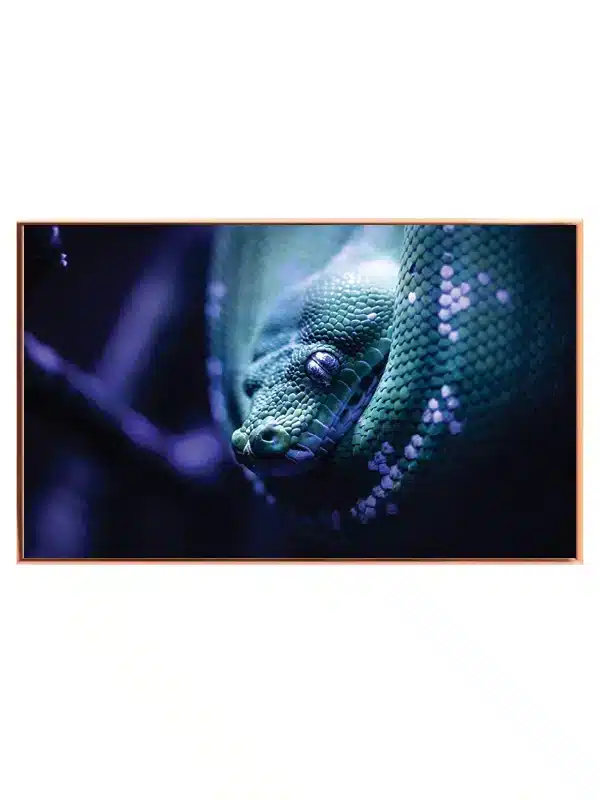 Slange Green Tree Python No2 Plakat