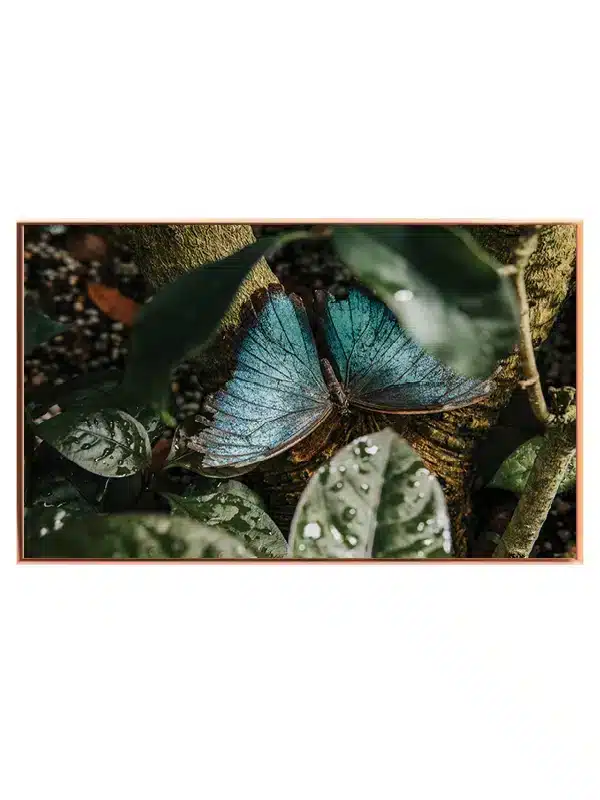 Blue Morpho Butterfly No2 Plakat