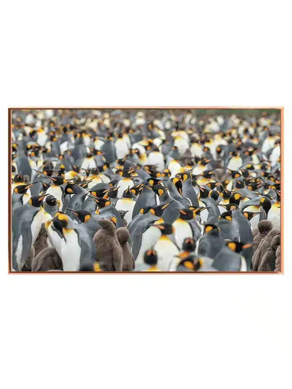 King Penguin Plakat