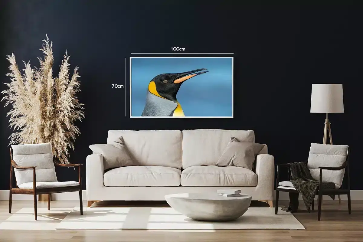 King Penguin Profile Plakat