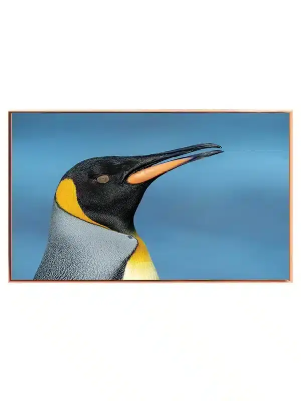 King Penguin Profile Plakat