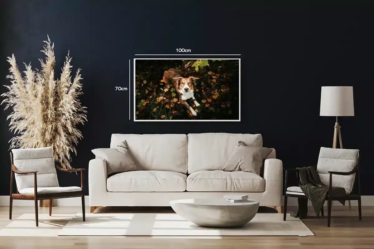 Australian Shepherd Plakat