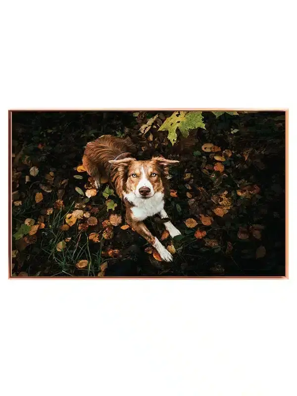 Australian Shepherd Plakat