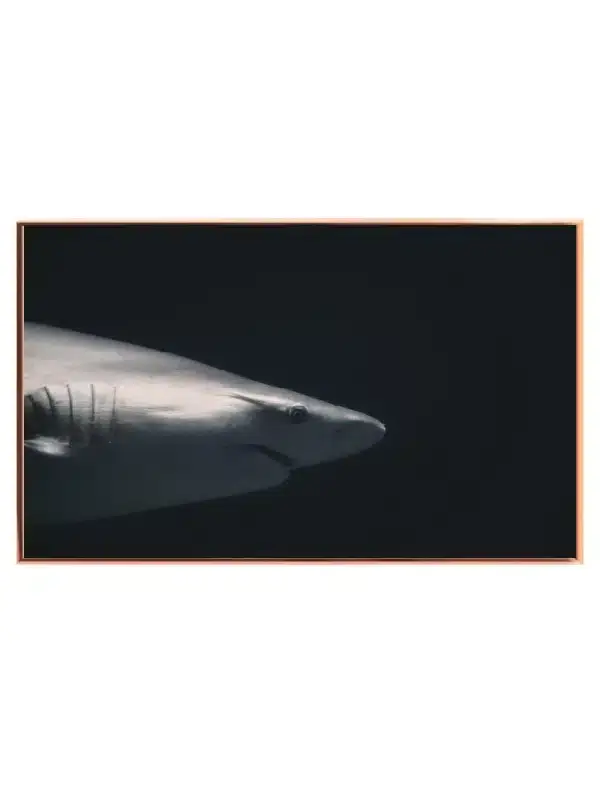 Shark Plakat