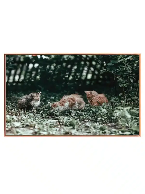 Domestic Cats Plakat