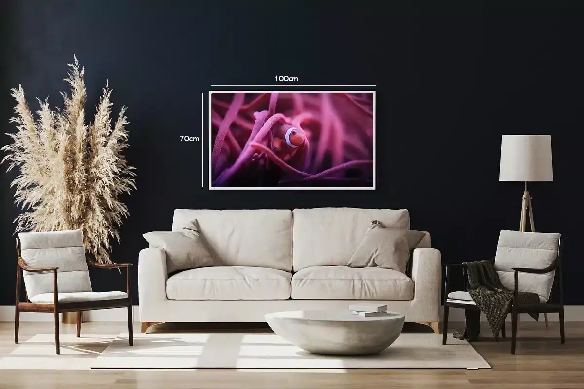 Clownfish In Anemone Plakat