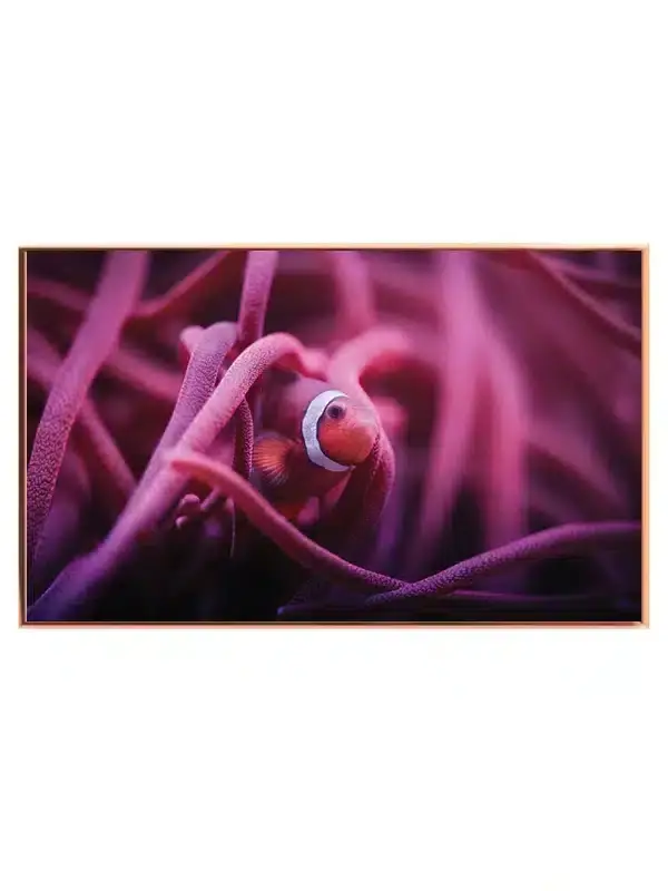 Clownfish In Anemone Plakat