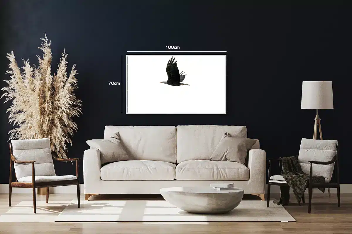 Bald Eagle In Flight Plakat