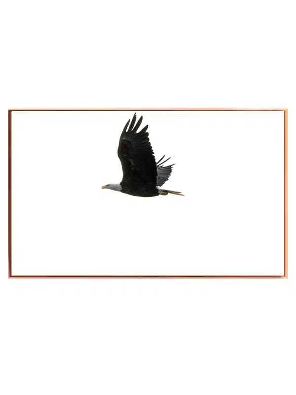 Bald Eagle In Flight Plakat