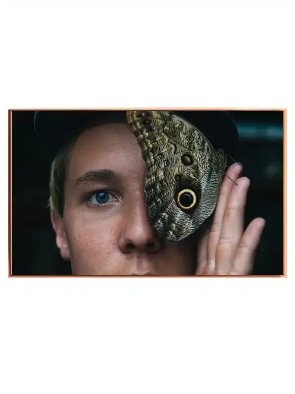 Owl Butterfly Plakat