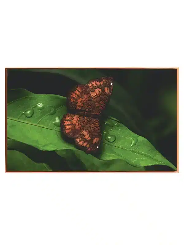 Brown Butterfly Plakat