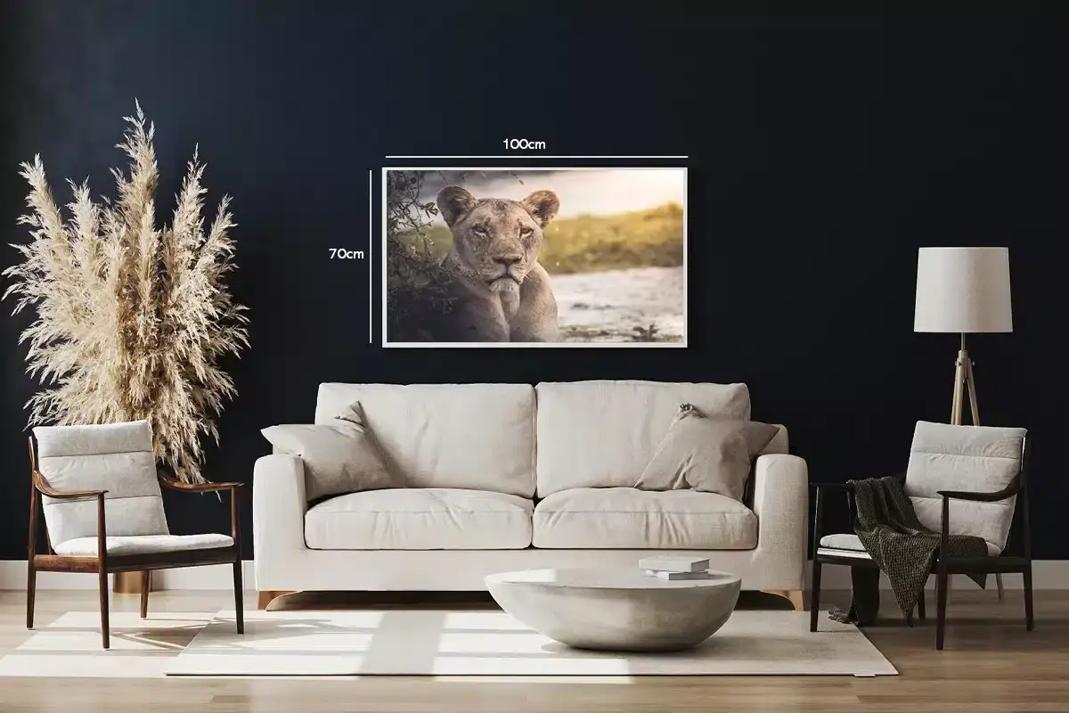 Lioness In Shade Plakat
