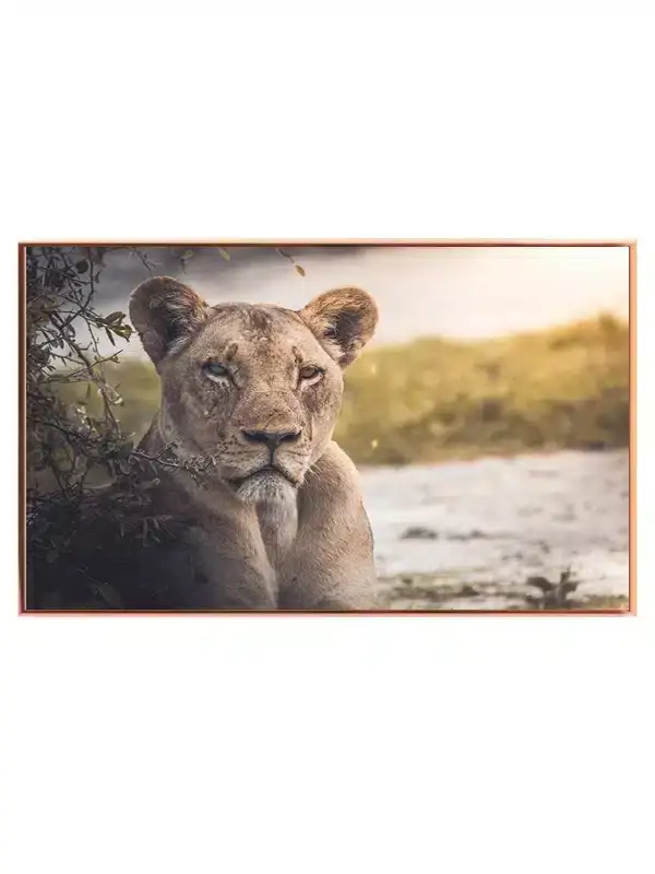 Lioness In Shade Plakat