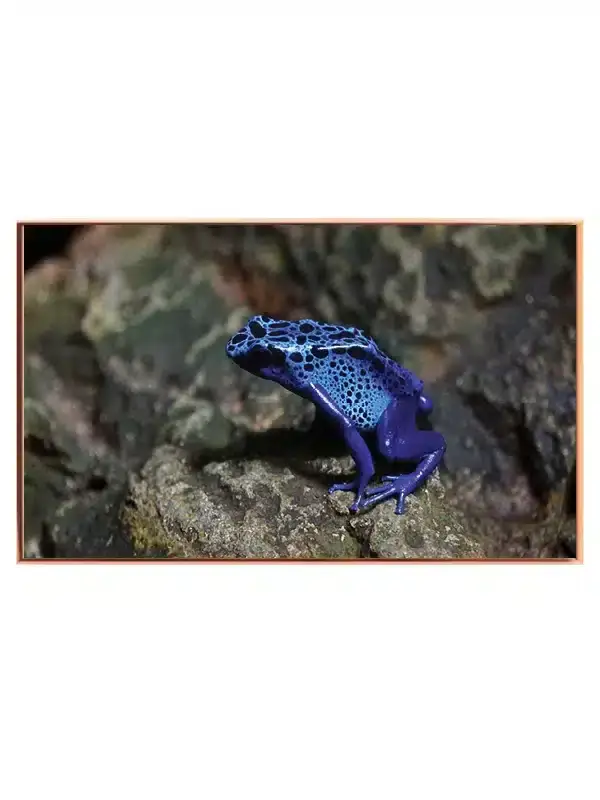 Blue Poison Dart Frog Plakat