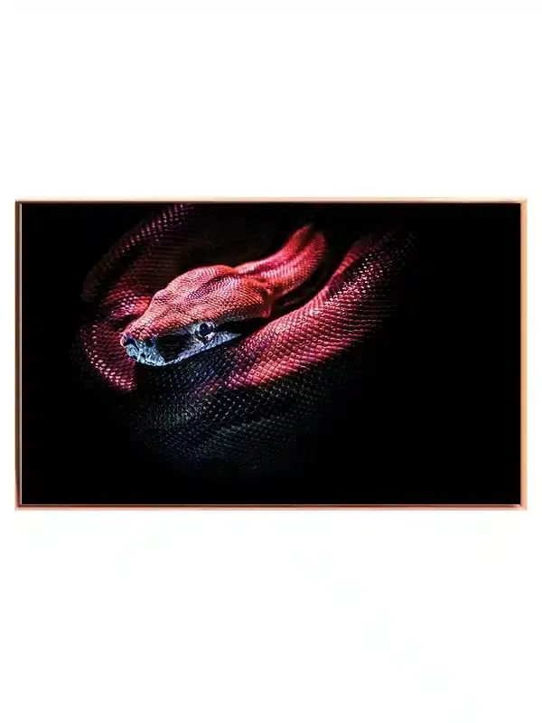 Python Snake Dark Plakat