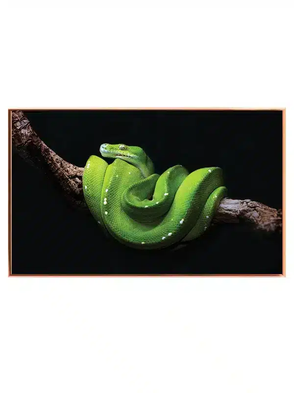 Ko Green Tree Python Plakat