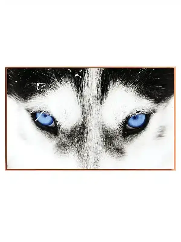 Husky Blue Eyes Plakat