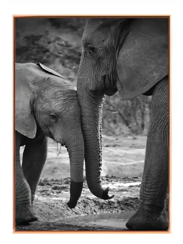 African Elephant Plakat