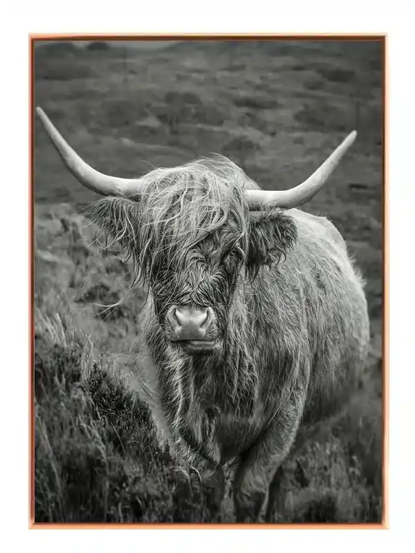 Highland Cow Plakat