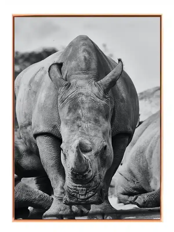White Rhinoceros Plakat