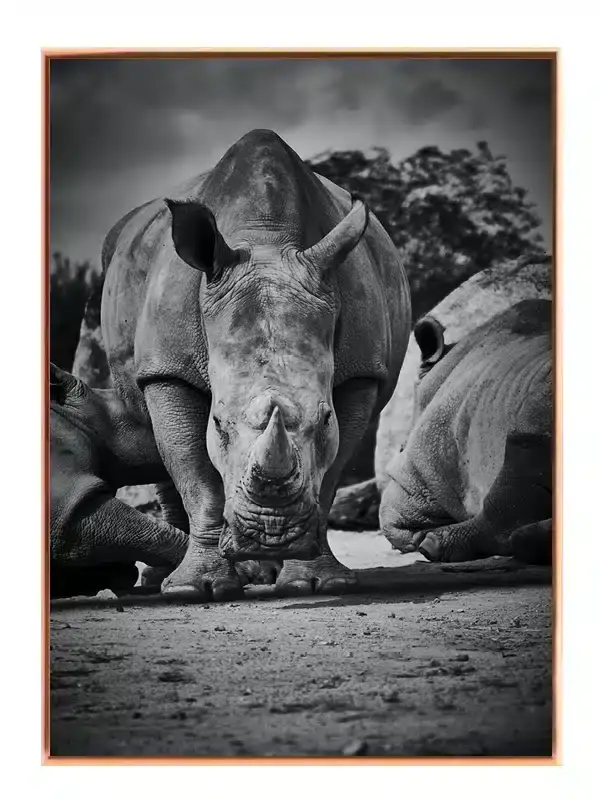 White Rhinoceros Group Plakat