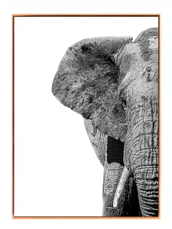 Elephant Close Up Plakat