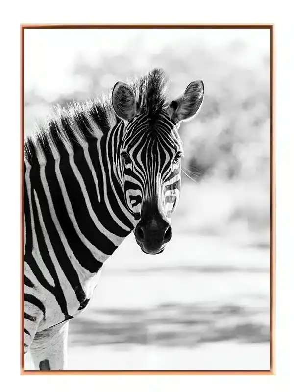 Zebra Portrait Plakat